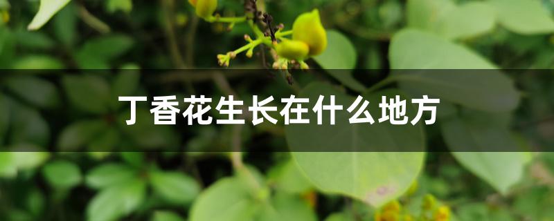 丁香花生长在什么地方 丁香花生长在什么地方