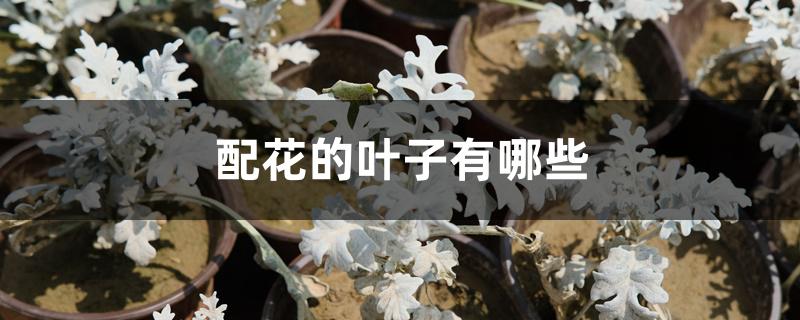 配花的叶子有哪些 配花的叶子有哪些