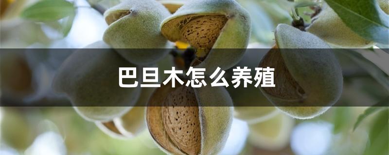 巴旦木怎么养殖 巴旦木怎么养殖