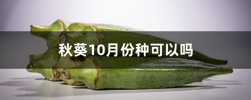 秋葵10月份种可以吗 秋葵10月份种可以吗