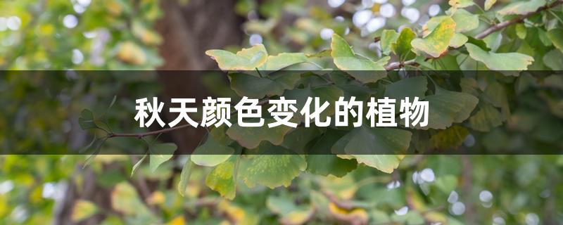 秋天颜色变化的植物 秋天颜色变化的植物