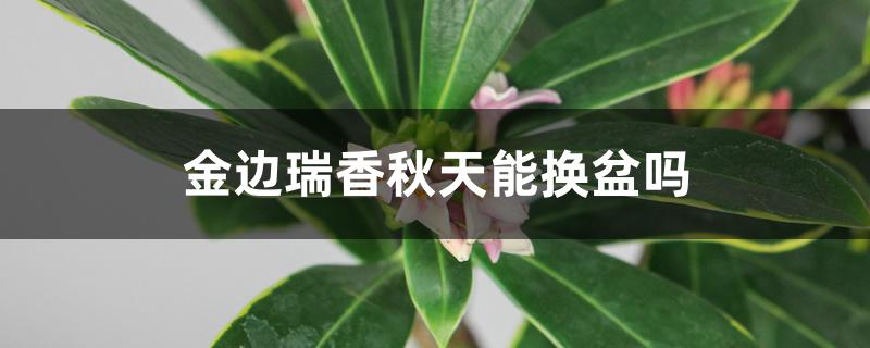 金边瑞香秋天能换盆吗 金边瑞香秋天能换盆吗