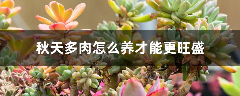 秋天多肉怎么养才能更旺盛 秋天多肉怎么养才能更旺盛