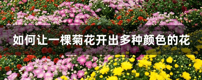 如何让一棵菊花开出多种颜色的花 如何让一棵菊花开出多种颜色的花