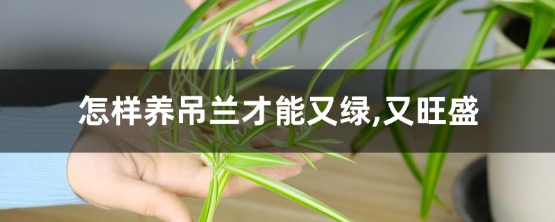 怎样养吊兰才能又绿,又旺盛 怎样养吊兰才能又绿,又旺盛