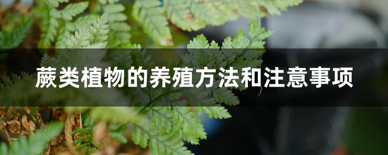 蕨类植物的养殖方法和注意事项 蕨类植物的养殖方法和注意事项