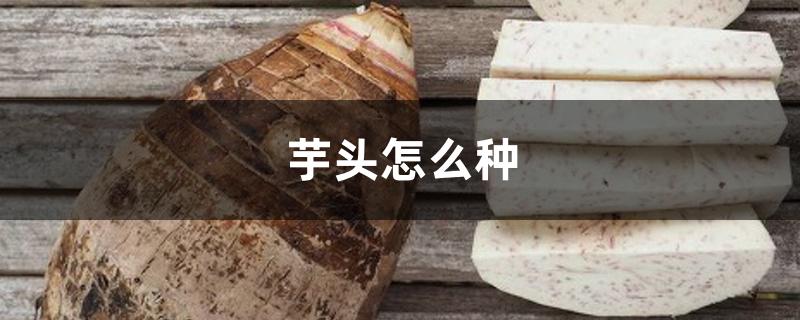 芋头怎么种 芋头怎么种