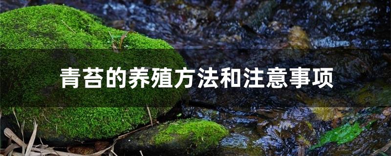 青苔的养殖方法和注意事项 青苔的养殖方法和注意事项