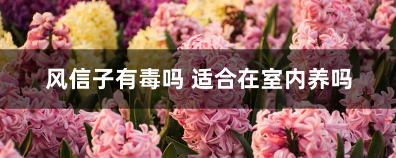 风信子有毒吗 适合在室内养吗 风信子有毒吗 适合在室内养吗