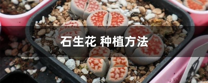 生石花种植方法 生石花种植方法