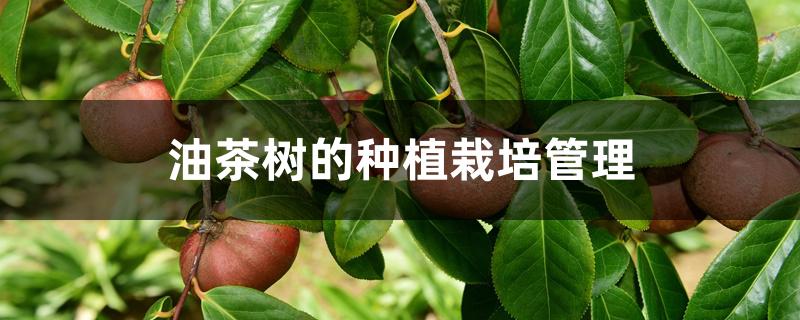 油茶树的种植栽培管理 油茶树的种植栽培管理