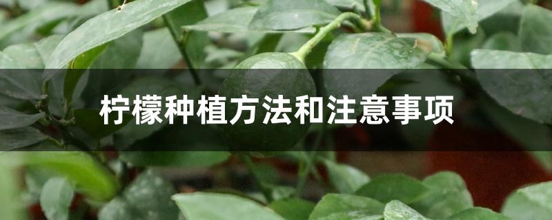 柠檬种植方法和注意事项