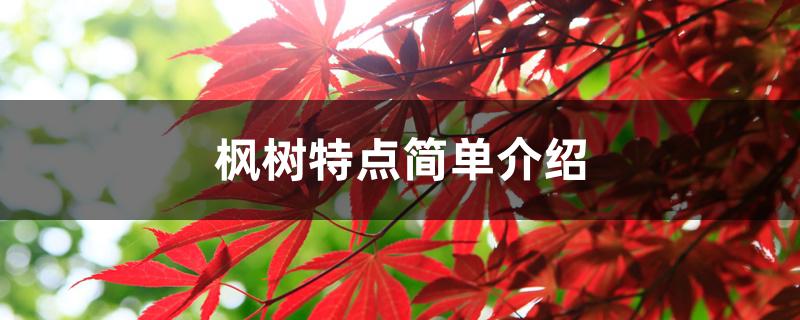 枫树特点简单介绍 枫树特点简单介绍