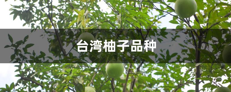 台湾柚子品种 台湾柚子品种