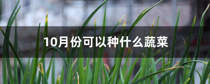 10月份可以种什么蔬菜 10月份可以种什么蔬菜