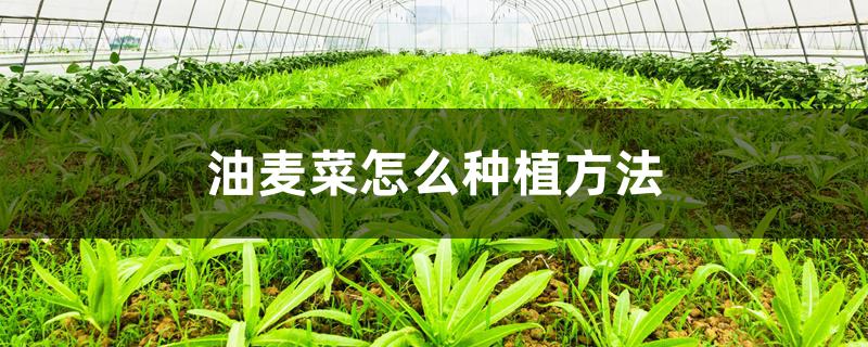 油麦菜怎么种植方法 油麦菜怎么种植方法