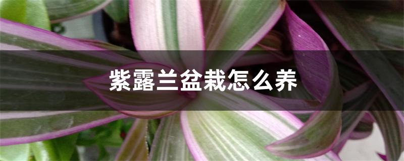 紫露兰盆栽怎么养 紫露兰盆栽怎么养