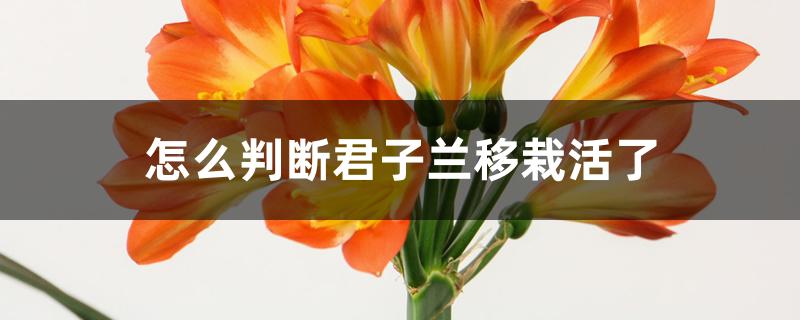 怎么判断君子兰移栽活了 怎么判断君子兰移栽活了