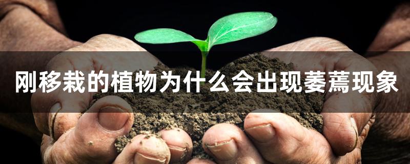刚移栽的植物为什么会出现萎蔫现象 刚移栽的植物为什么会出现萎蔫现象