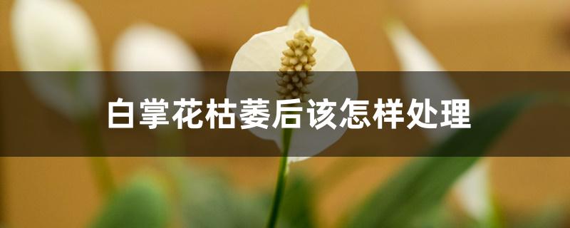 白掌花枯萎后该怎样处理 白掌花枯萎后该怎样处理