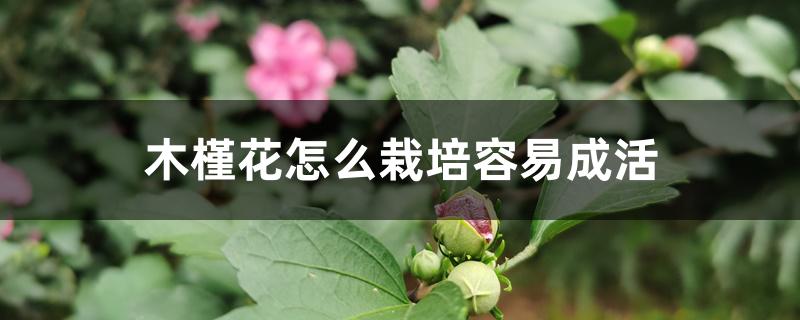 木槿花怎么栽培容易成活 木槿花怎么栽培容易成活