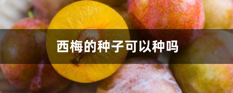 西梅的种子可以种吗 西梅的种子可以种吗