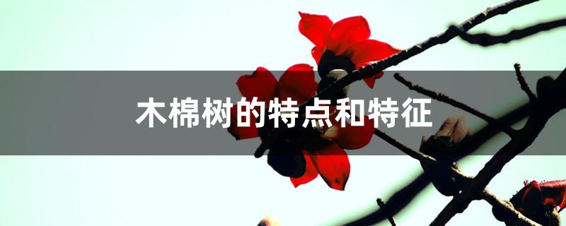 木棉树的特点和特征 木棉树的特点和特征