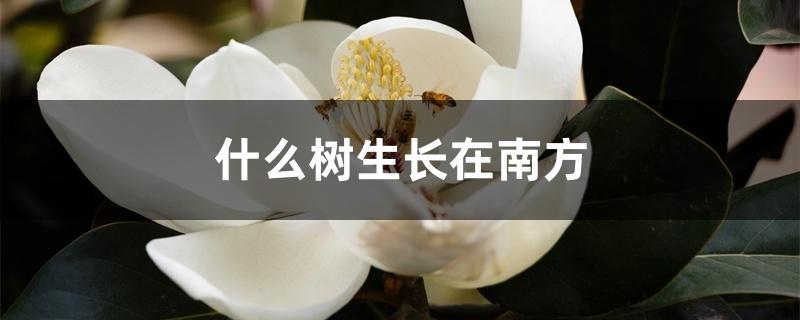 什么树生长在南方 什么树生长在南方