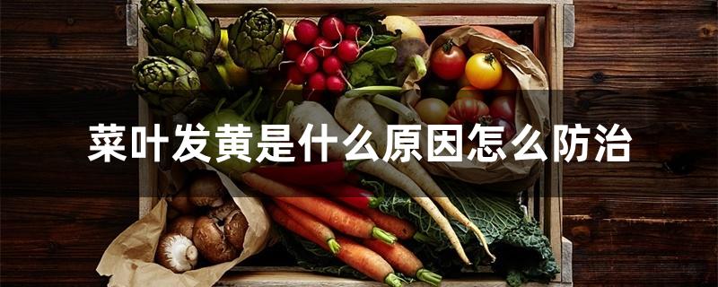 菜叶发黄是什么原因怎么防治 菜叶发黄是什么原因怎么防治