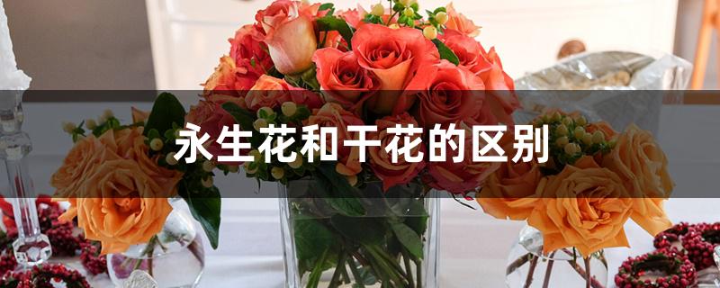 永生花和干花的区别 永生花和干花的区别