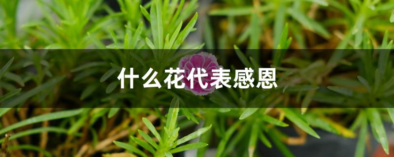 什么花代表感恩 什么花代表感恩