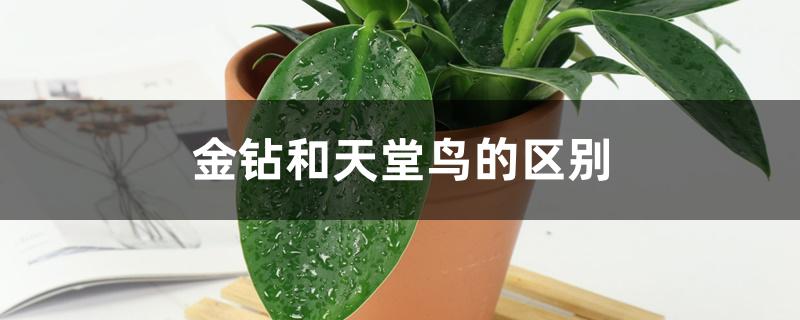 金钻和天堂鸟的区别 金钻和天堂鸟的区别