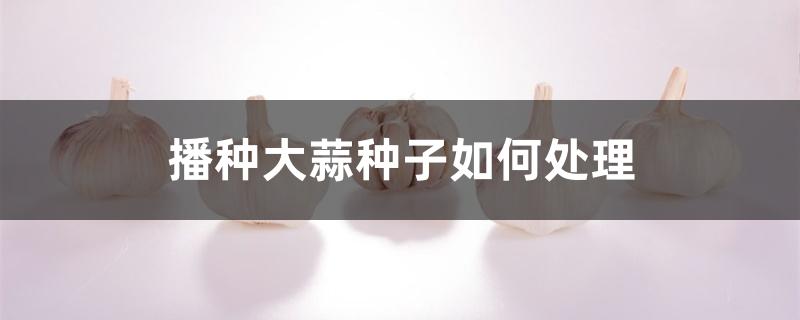 播种大蒜种子如何处理 播种大蒜种子如何处理
