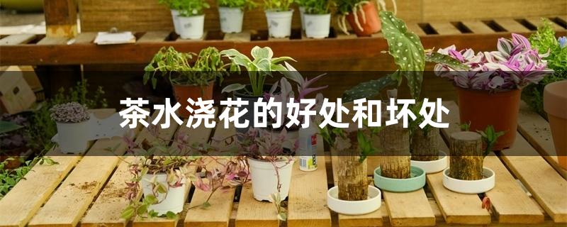 茶水浇花的好处和坏处 茶水浇花的好处和坏处