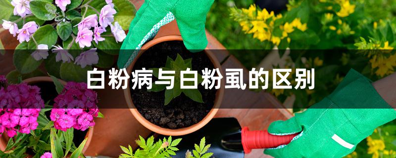 白粉病与白粉虱的区别 白粉病与白粉虱的区别