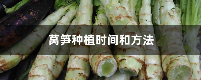莴笋种植时间和方法 莴笋种植时间和方法