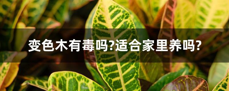 变色木有毒吗?适合家里养吗? 变色木有毒吗?适合家里养吗?