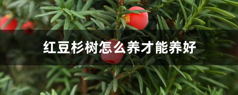红豆杉树怎么养才能养好 红豆杉树怎么养才能养好
