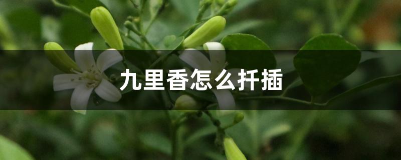 九里香怎么扦插 九里香怎么扦插
