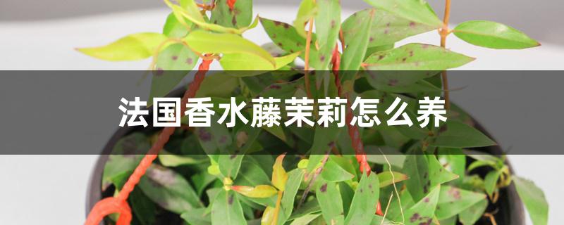 法国香水藤茉莉怎么养 法国香水藤茉莉怎么养