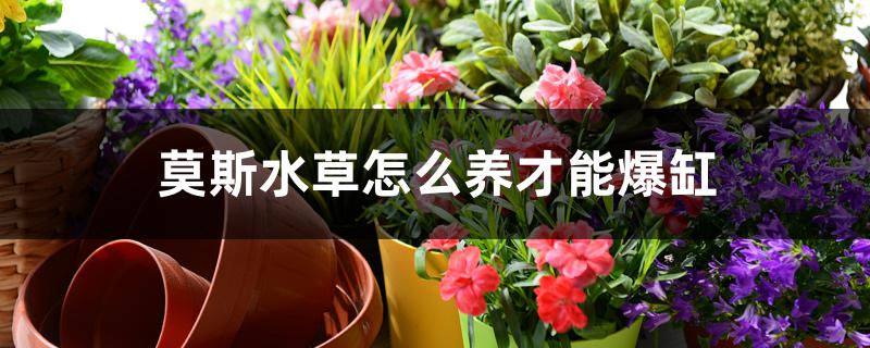莫斯水草怎么养才能爆缸 莫斯水草怎么养才能爆缸
