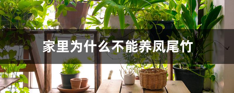 家里为什么不能养凤尾竹 家里为什么不能养凤尾竹