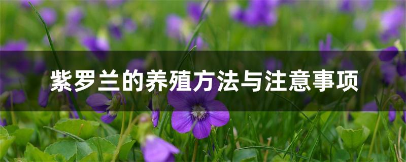 紫罗兰的养殖方法与注意事项 紫罗兰的养殖方法与注意事项