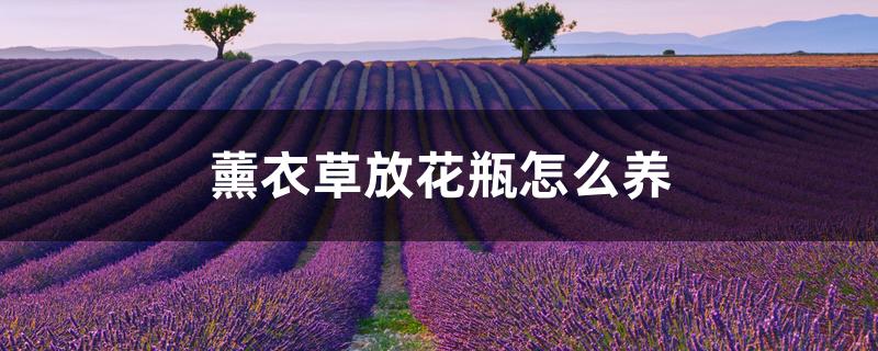 薰衣草放花瓶怎么养 薰衣草放花瓶怎么养