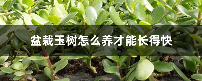 盆栽玉树怎么养才能长得快 盆栽玉树怎么养才能长得快