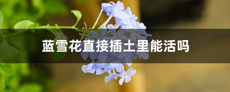 蓝雪花直接插土里能活吗 蓝雪花直接插土里能活吗