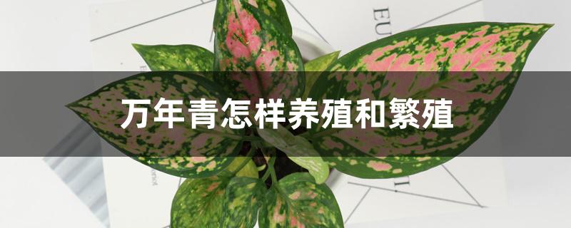 万年青怎样养殖和繁殖 万年青怎样养殖和繁殖
