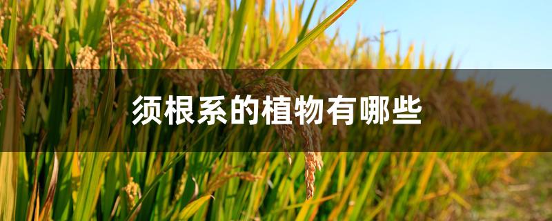 须根系的植物有哪些 须根系的植物有哪些