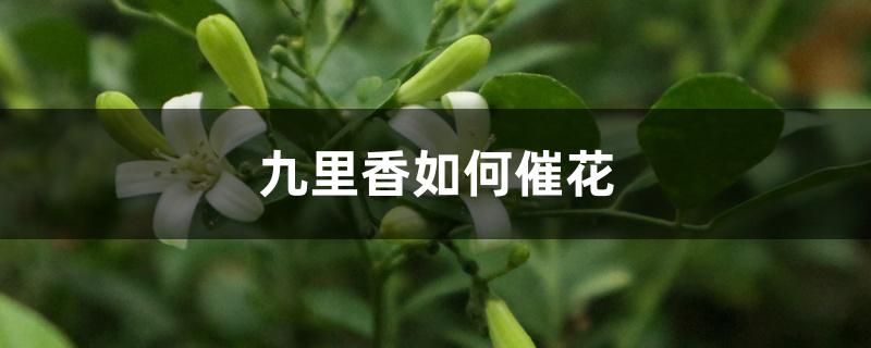 九里香如何催花 九里香如何催花
