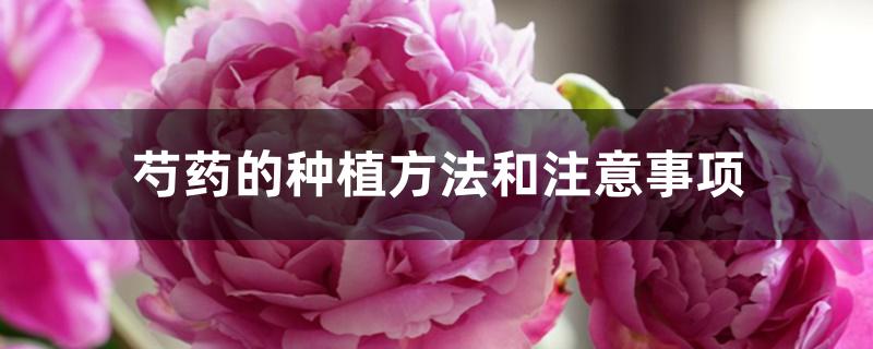 芍药的种植方法和注意事项 芍药的种植方法和注意事项